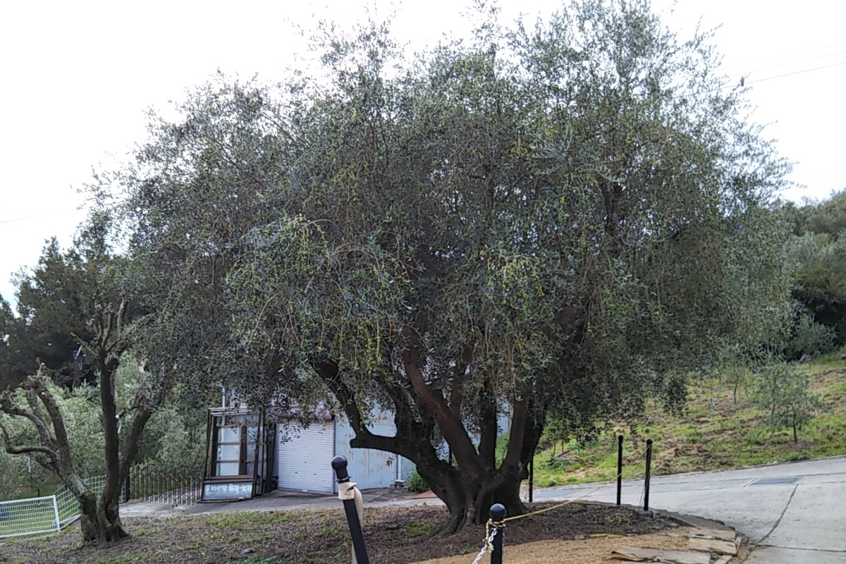 オリーブの木　ミッション　樹齢25年　古木　盆栽　植木　シンボルツリー